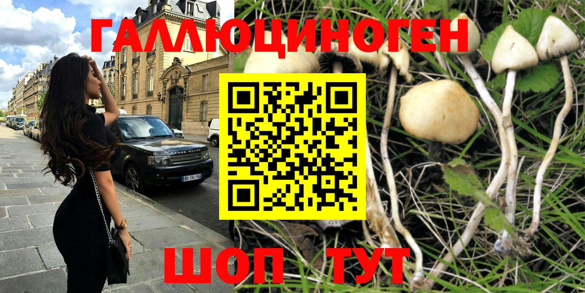 Псилоцибиновые грибы Psilocybe Гулькевичи